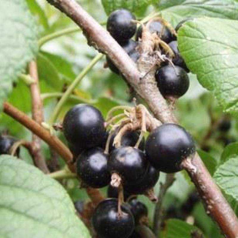 Черная смородина «зеленая дымка»: десертная и урожайная
