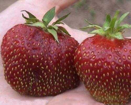 Клубника кардинал: описание сорта и особенности выращивания ягоды