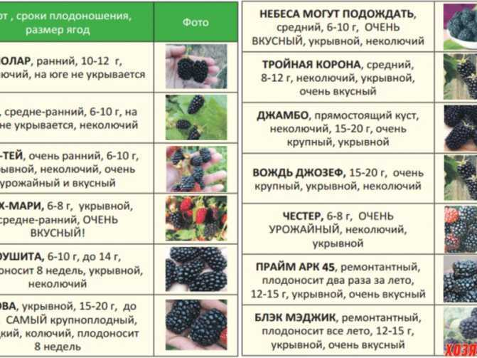 Популярные сорта смородины с описанием и фото