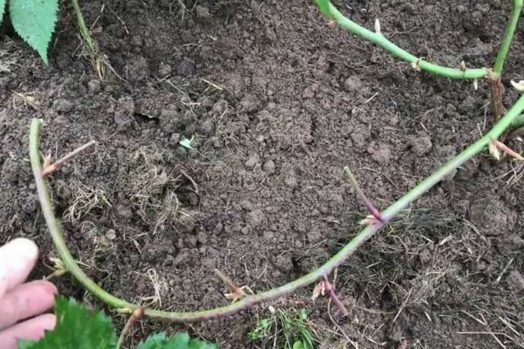 Как размножить и вырастить ежевику при посадке черенками весной