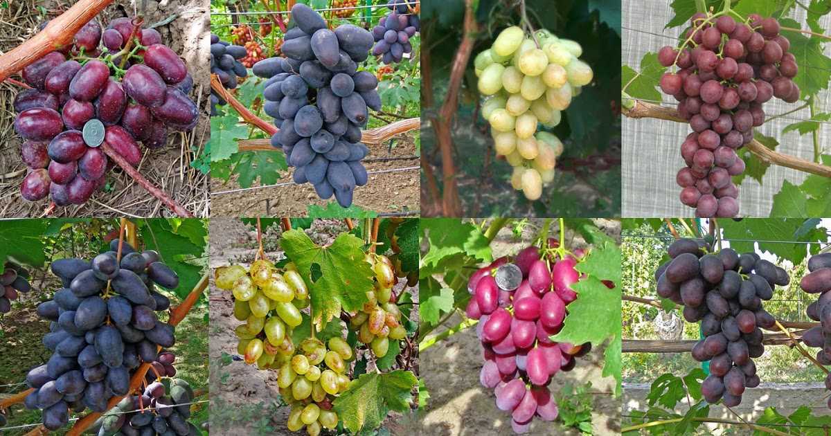 Виноград на кубани лучшие сорта - сад и огород