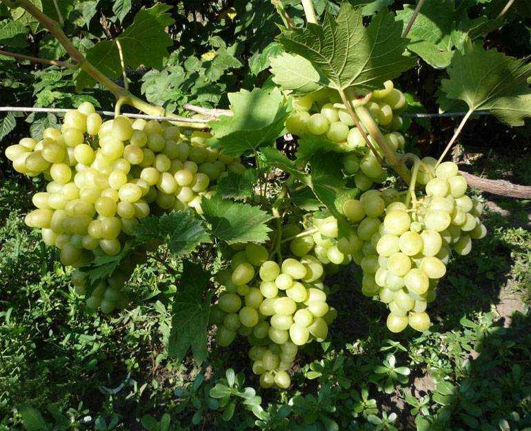 Преимущества и недостатки винограда виктория