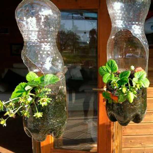 Вертикальные грядки для клубники своими руками: фото, особенности выращивания, посадка в пластиковые бутылки