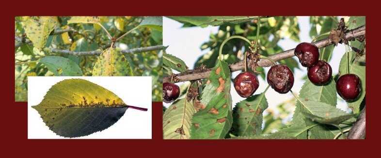 Коккомикоз вишни и черешни: меры борьбы — препараты для защиты и лечения