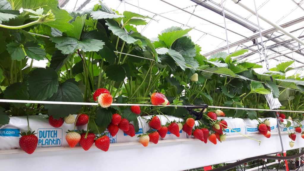 Выращивание клубники по голландской технологии в теплице круглый год
выращивание клубники по голландской технологии в теплице круглый год