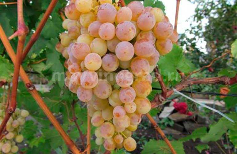 ✅ виноград тукай: описание сорта, фото и отзывы садоводов - cvetochki-penza.ru