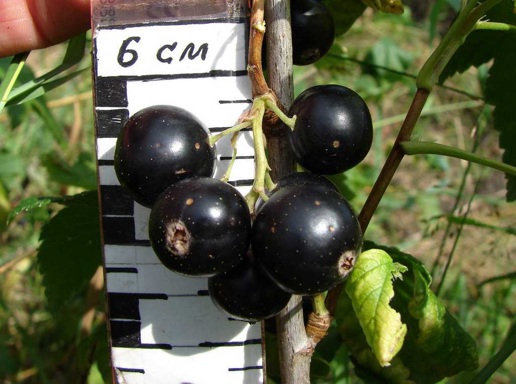 Сорт крупноплодной чёрной смородины нара: внешний вид и описание, фото