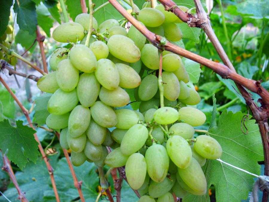 Виноград «элегант сверхранний», описание сорта и фото