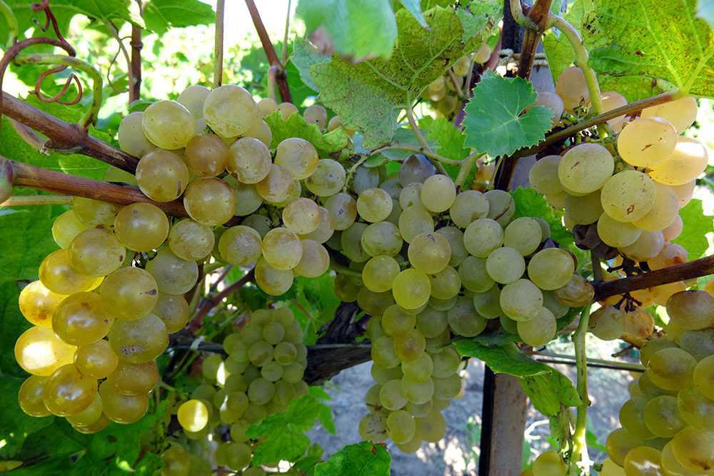 Ркацители розовый – грузинский сорт винограда