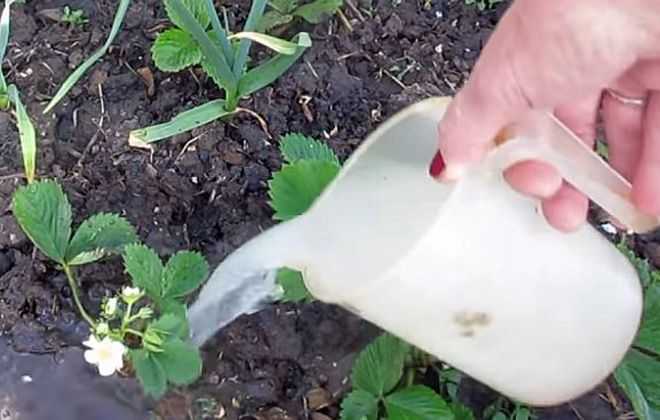 Чем подкормить клубнику во время цветения для хорошего урожая и завязывания ягод народные средства видео