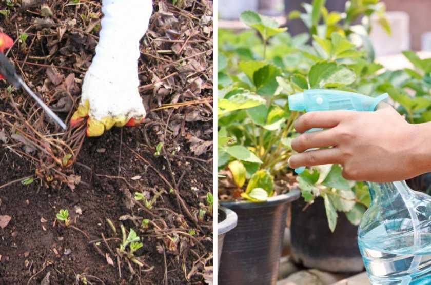 Как часто поливать клубнику во время цветения и плодоношения