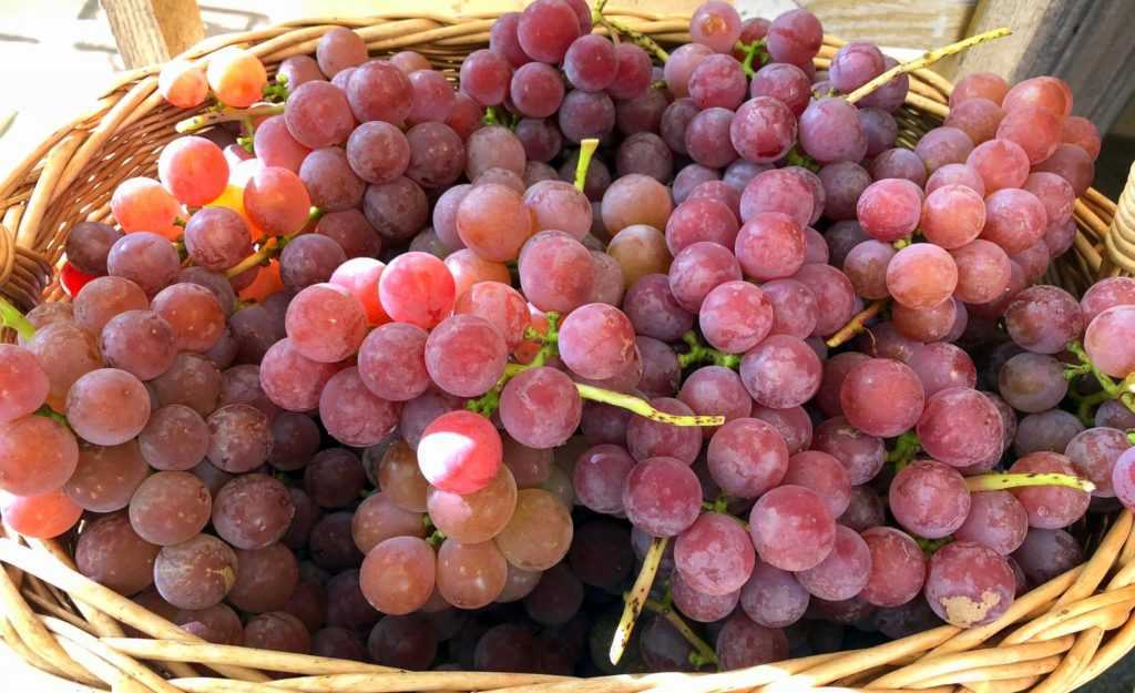 Виноград лидия: описание сорта с характеристикой и отзывами, особенности посадки и выращивания, фото