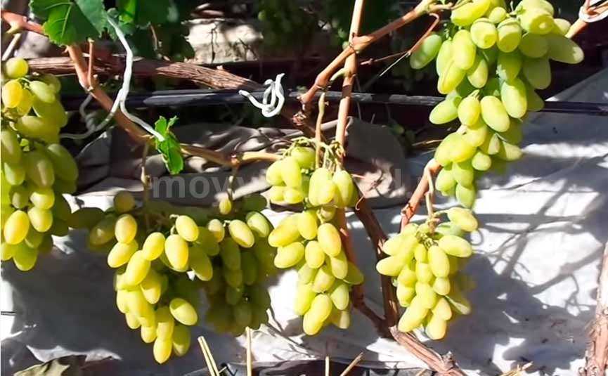 Сорт виноград тимур: что нужно знать о нем, описание сорта, отзывы
