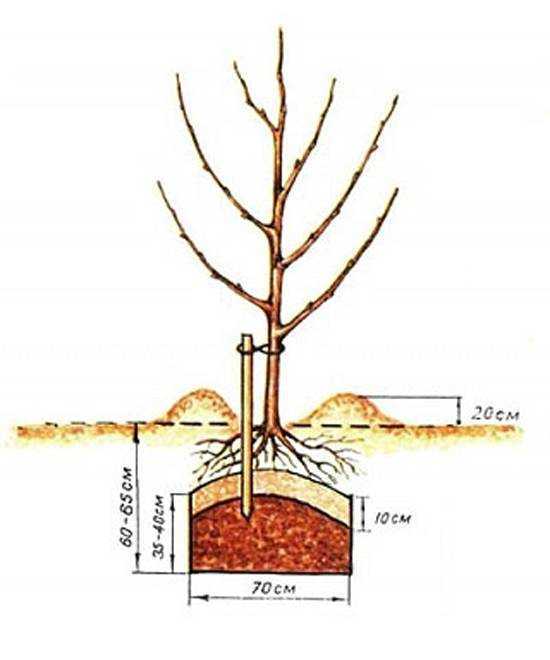 Правильная посадка саженцев вишни весной имеет свои особенности, что позволяет вырастить большое дерево