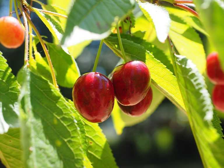 Сорт вишни любская – описание и фото, особенности посадки и ухода