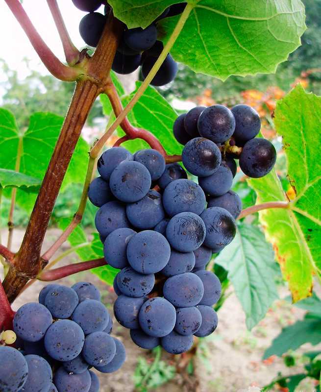 Виноград зилга: описание сорта и фото, отзывы садоводов