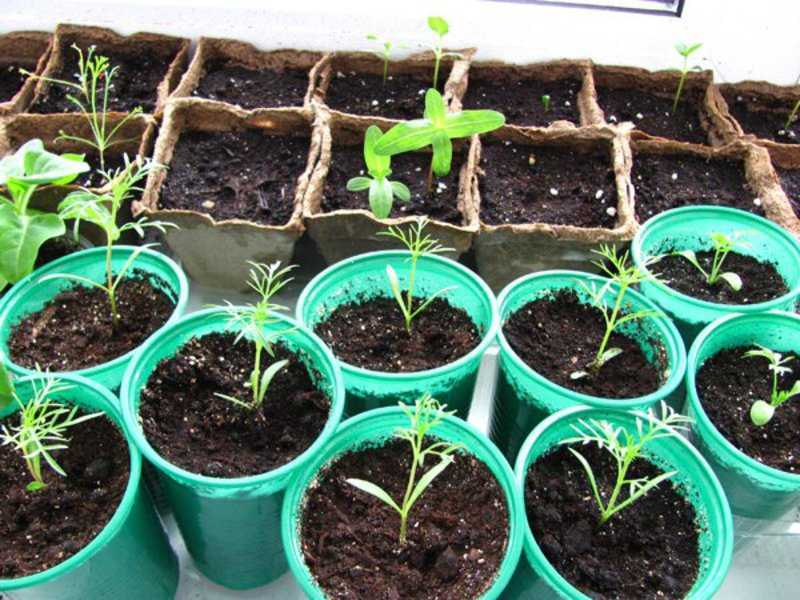 Черемша: выращивание из семян на даче, когда и как собирать черемшу
