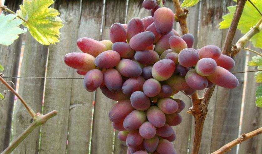 Прикубанский — сорт винограда