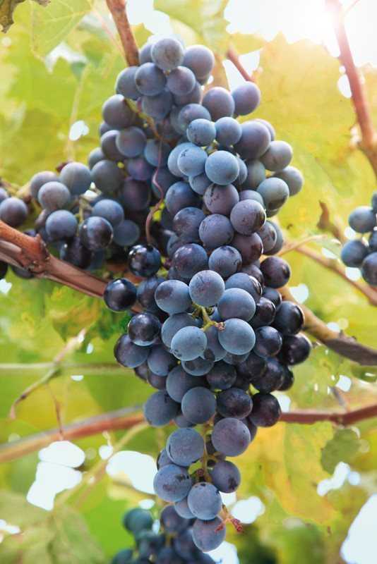 Сорт винограда саперави: фото и описание