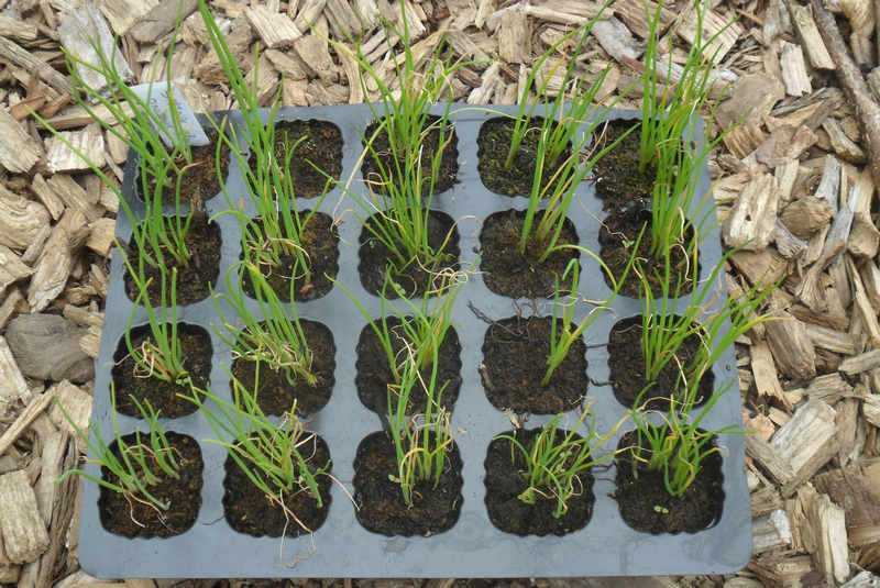 Пряная трава душица: посадка и уход в открытом грунте и в домашних условиях. когда лучше собирать урожай?