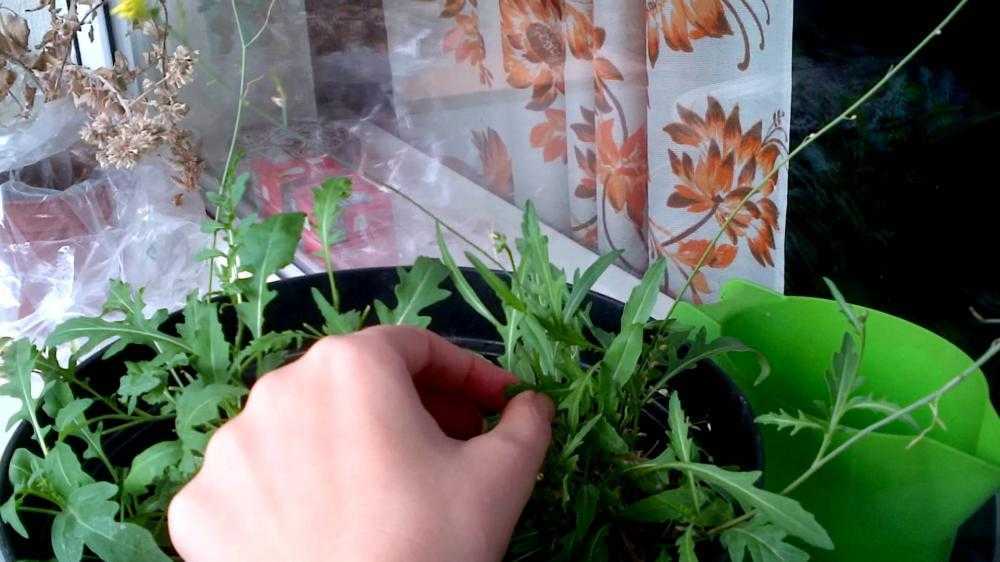 Подготовка семян к посеву-овощные культуры | сад и огород