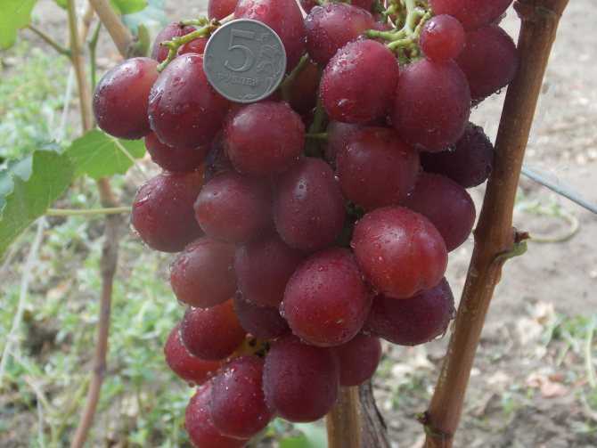 Виноград виктор: описание сорта, фото, отзывы садоводов, видео
