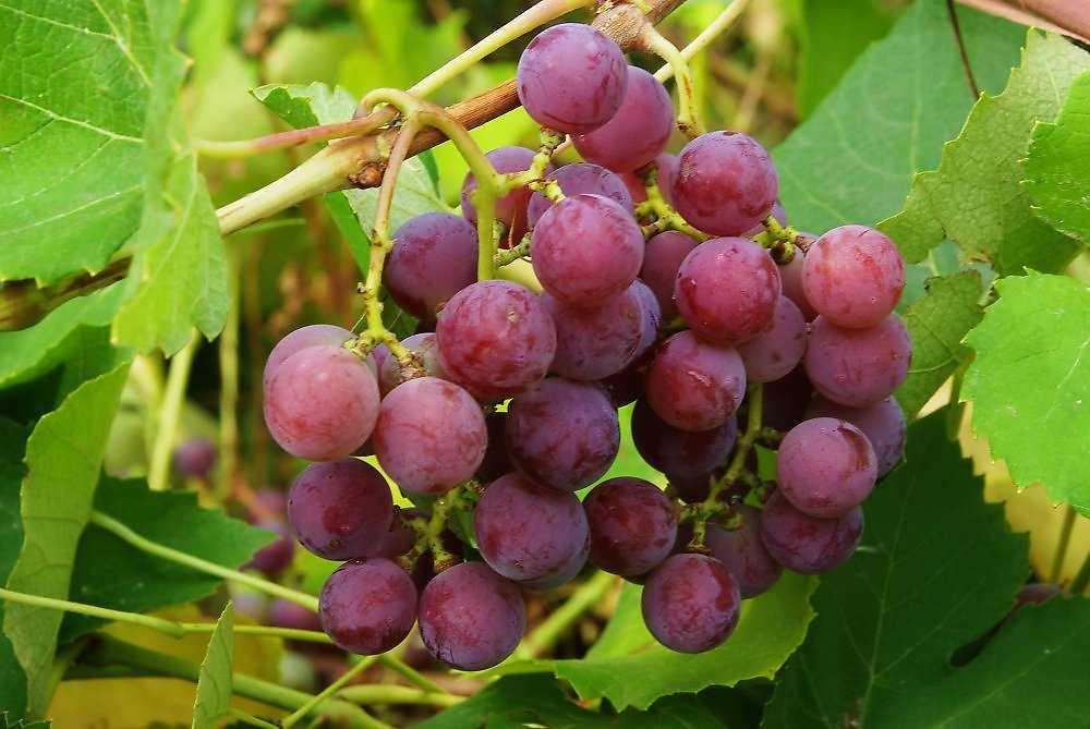 Высокоурожайный красавец из грузии — виноград ркацители