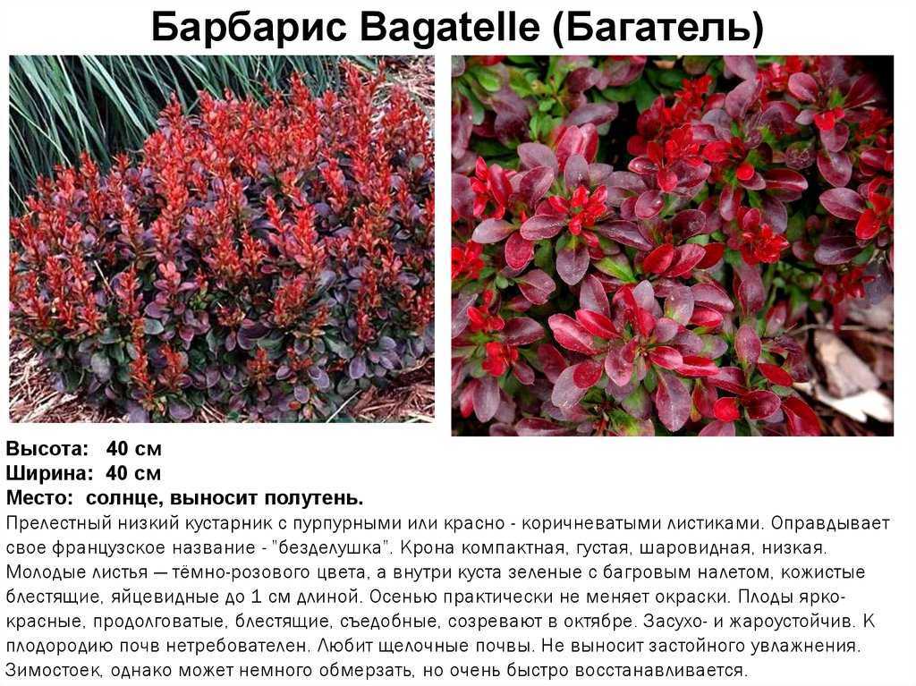 Декоративный кустарник барбарис – посадка, уход, сорта с фото, размножение