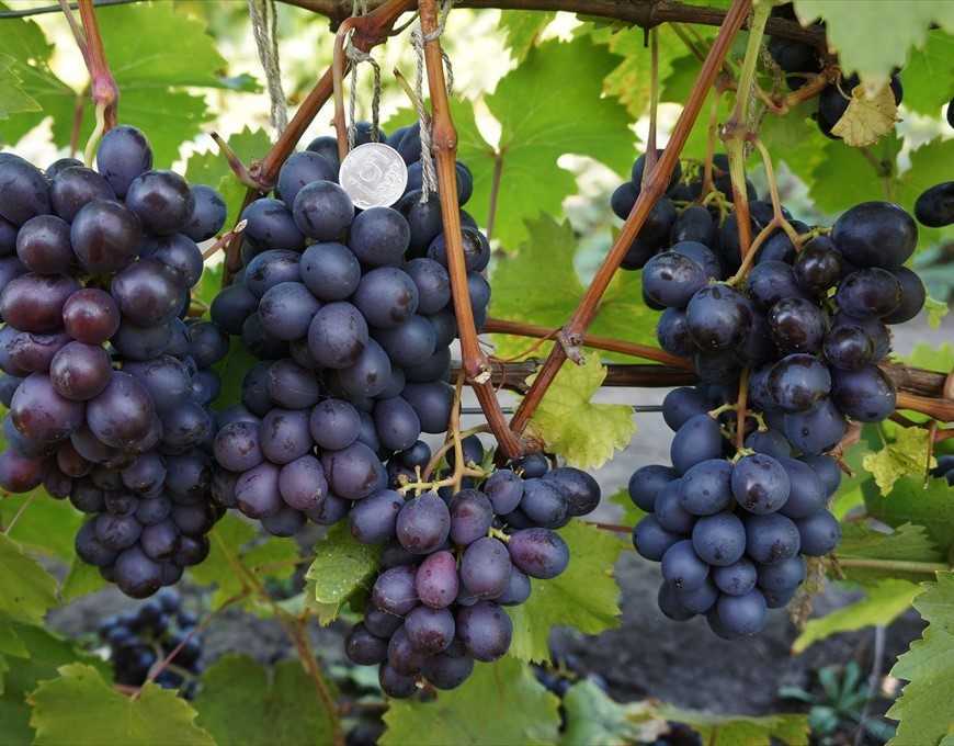 Виноград «дубовский розовый»: описание сорта, фото и отзывы