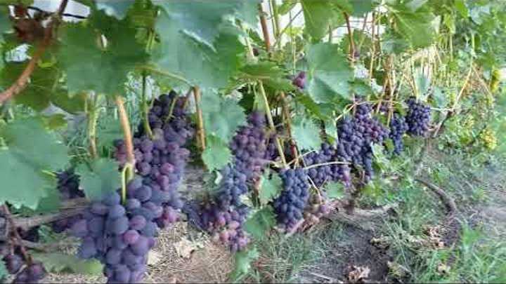 Виноград надежда азос: фото и описание сорта