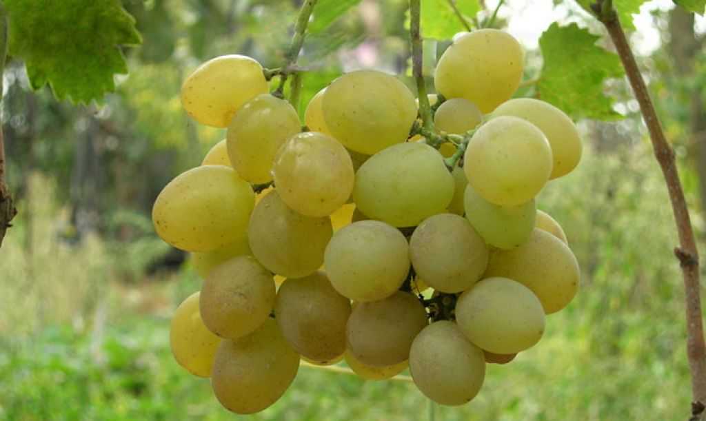 Тукай — высококачественный морозостойкий сорт винограда, плодоносящий даже в сибири