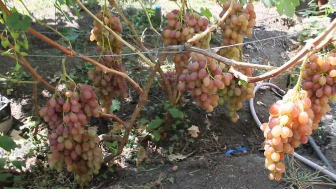 Столовый виноград сорта «румба»
