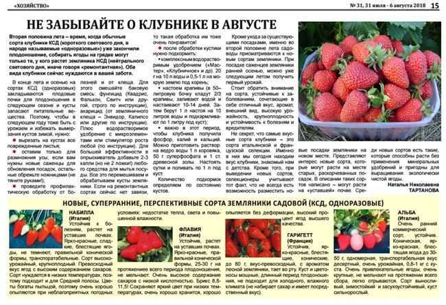 Клубника для выращивания в сибири: предложения селекционеров