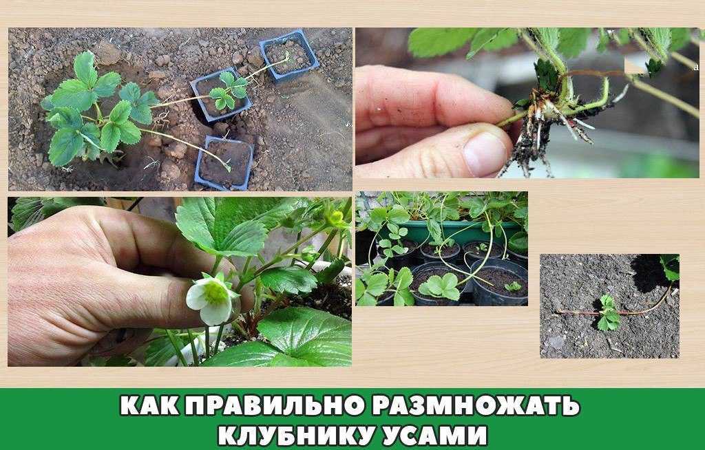 Как правильно посадить клубнику осенью на грядках?