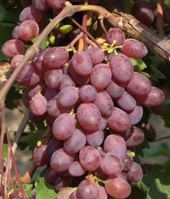 Подробное описание сорта винограда "виктория"
