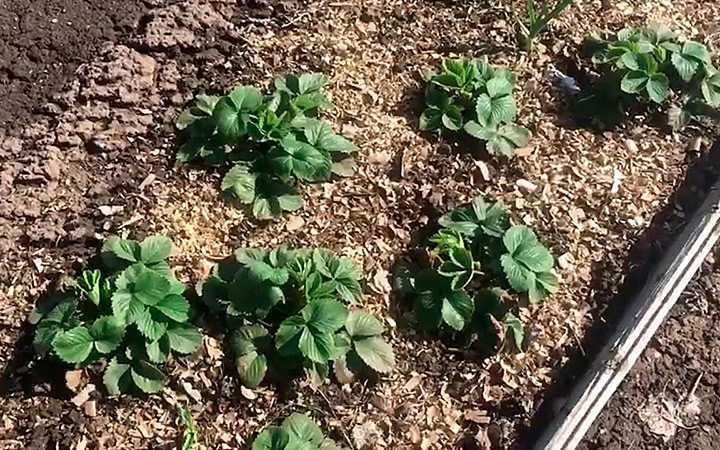 Чем подкормить клубнику весной для хорошего урожая народные средства фото видео
