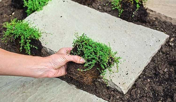 Чабер садовый: полезные свойства, выращивание, сорта, агротехника