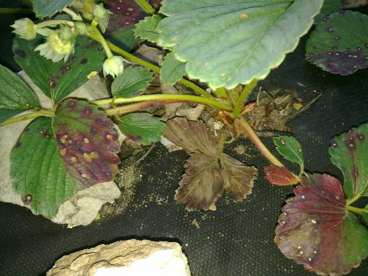 Секреты успешного садовода: болезни клубники (описание с фотографиями) и способы их лечения