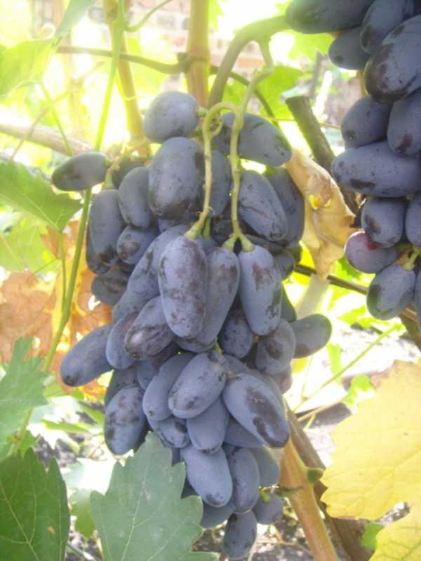 Виноград «байконур»: описание сорта, фото и отзывы