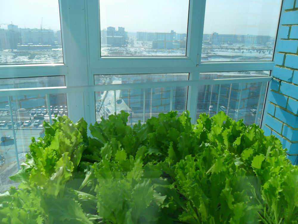 Как вырастить кресс салат в домашних условиях. полезные советы