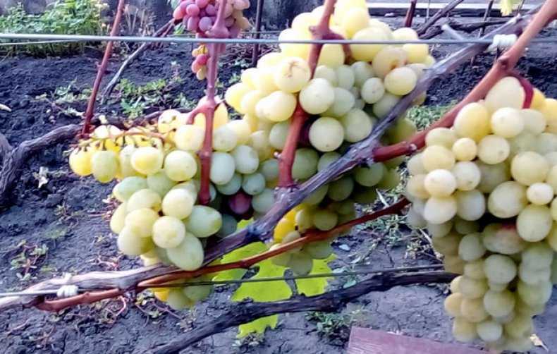 Украинский виноград валек - сорта винограда | описание, советы, отзывы, фото и видео