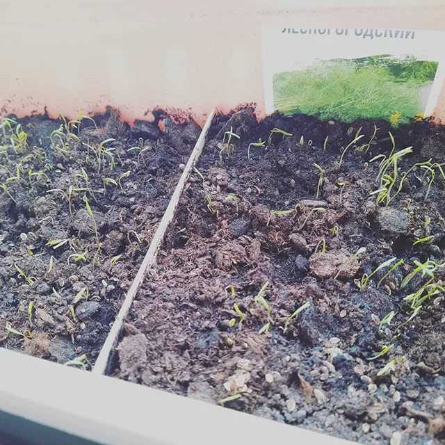 Петрушка - выращивание в открытом грунте