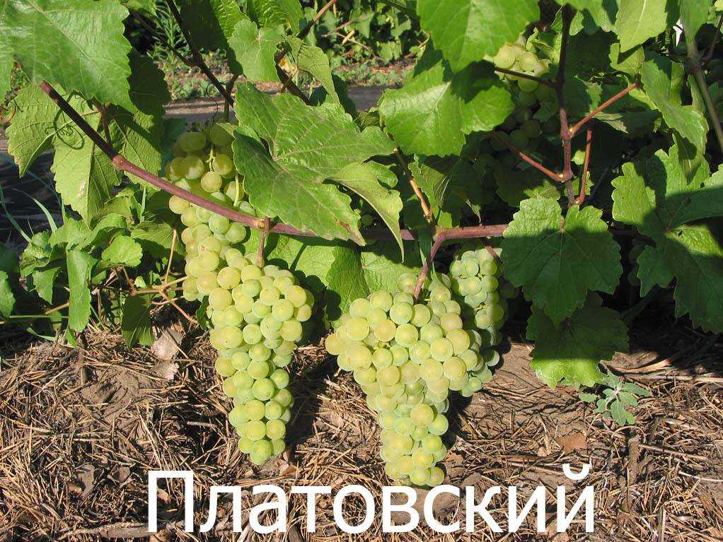 Виноград «платовский»: описание и отзывы