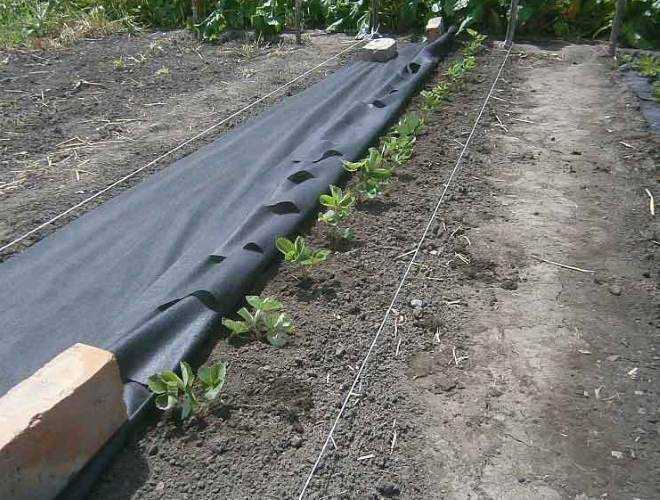 Техника посадки клубники под черный укрывной материал