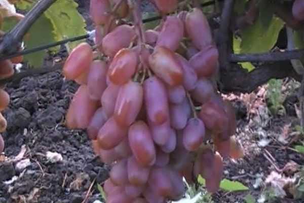 Характеристика сорта винограда сенсация, его полезные свойства, достоинства и недостатки