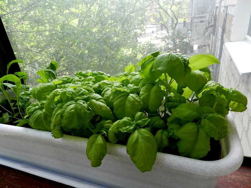 Как получить сочную зелень в зимние месяцы? советы по выращиванию базилика на подоконнике