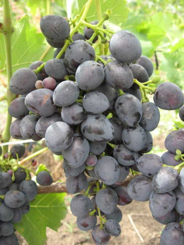 Сорт винограда надежда аксайская, описание сорта с характеристикой и отзывами, а также особенности посадки и выращивания, фото