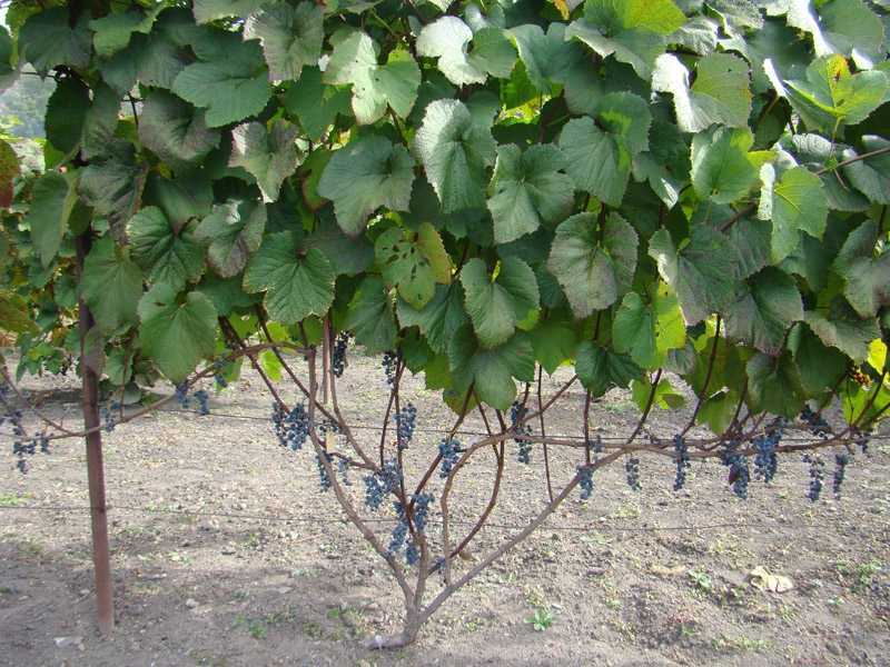 Сорт винограда амурский, описание с характеристикой и отзывами, особенности посадки и выращивания, фото