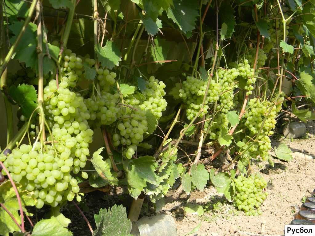 Описание винограда сорта русбол: характеристики, фото, отзывы садоводов