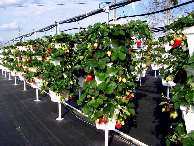 Выращивание клубники в теплице, в том числе зимой, круглый год, а также применение метода гидропоники, способы и отзывы